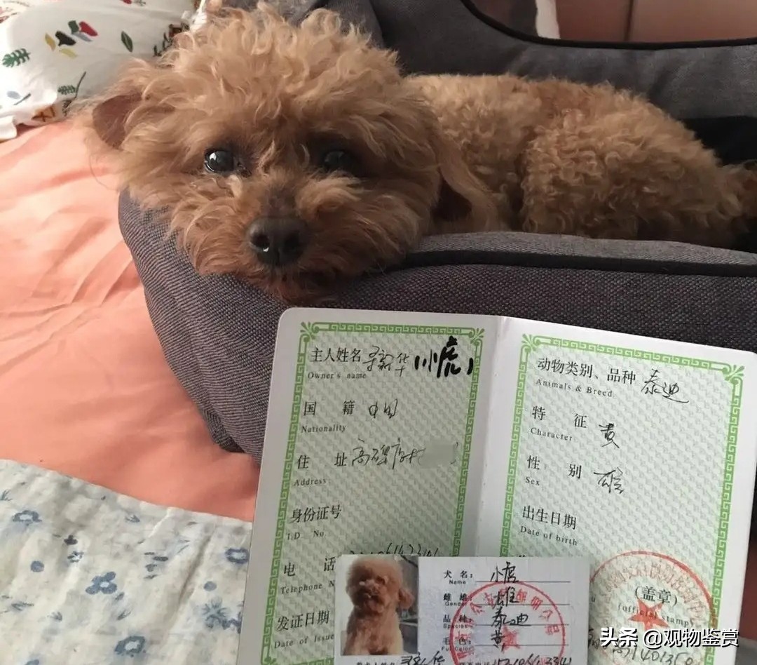 宠物医院能办理狗证吗北京,给宠物狗办狗证需要什么手续