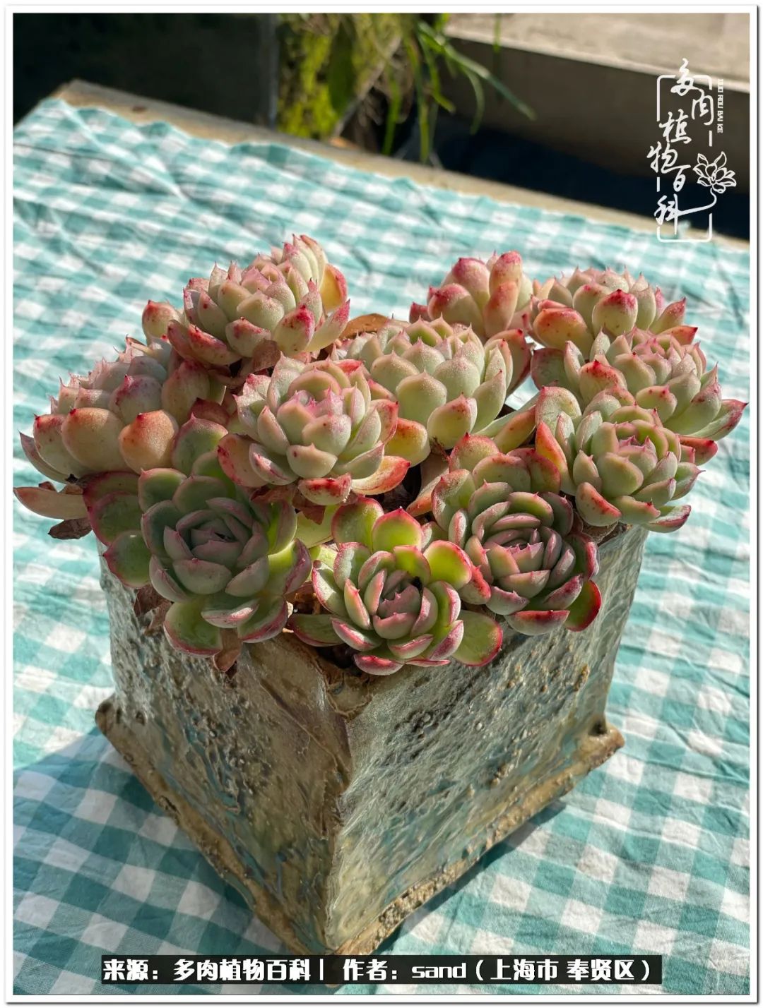 养点花草给生活添点乐趣,养点花花草草心情自然会好