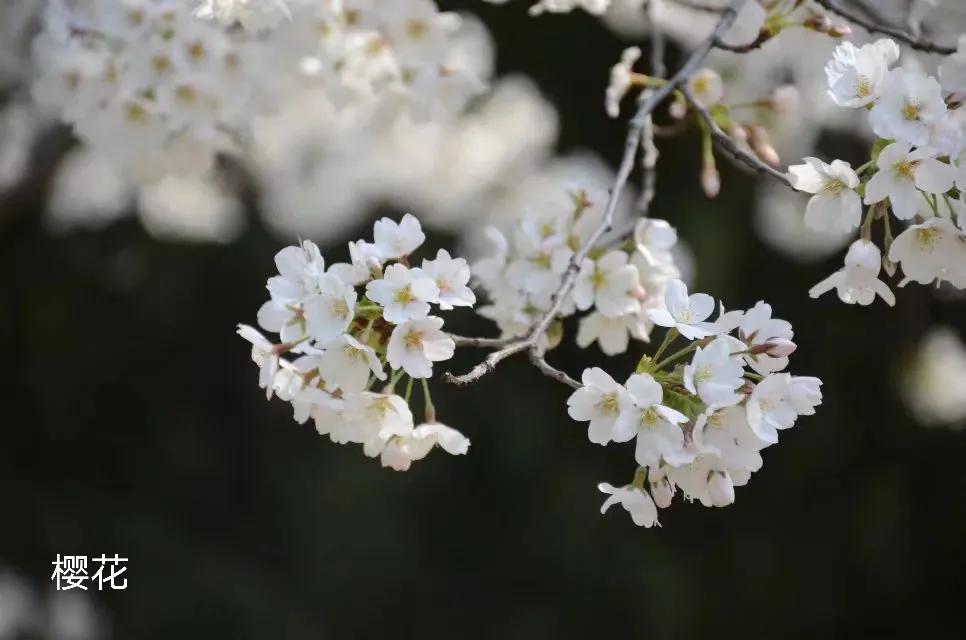 100种花草图片欣赏,50种花草图片大全