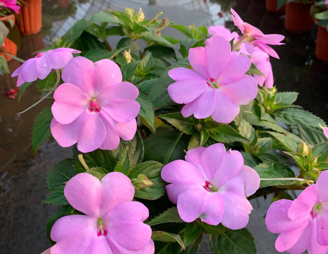 赏花旅游种什么花,春季去公园踏青上百种花让人眼花