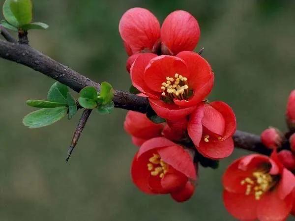 贴梗海棠海棠花品种大全,贴梗海棠的花型