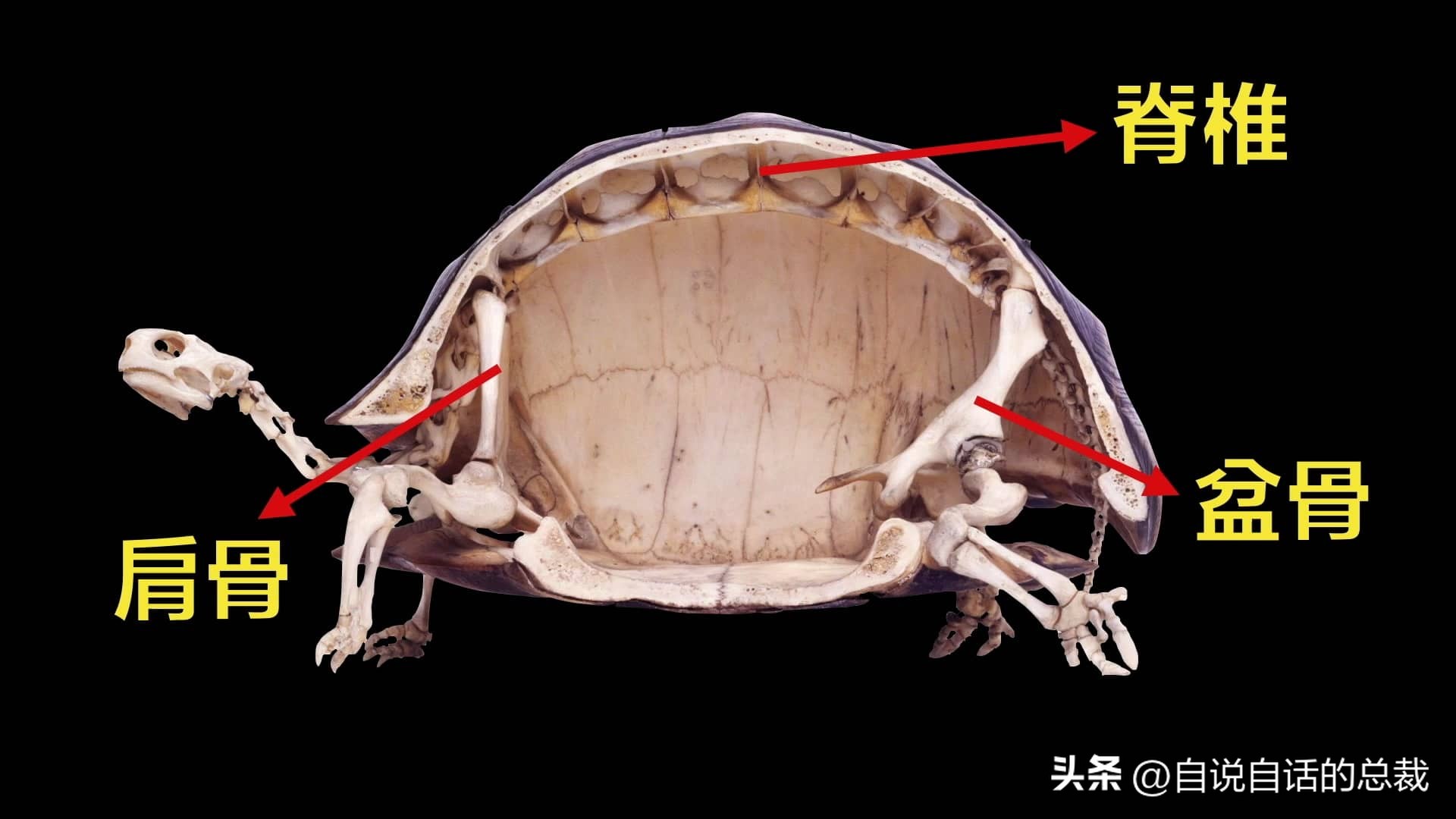 龟蛇大战巨龟视频,罕见别致的龟蛇大战
