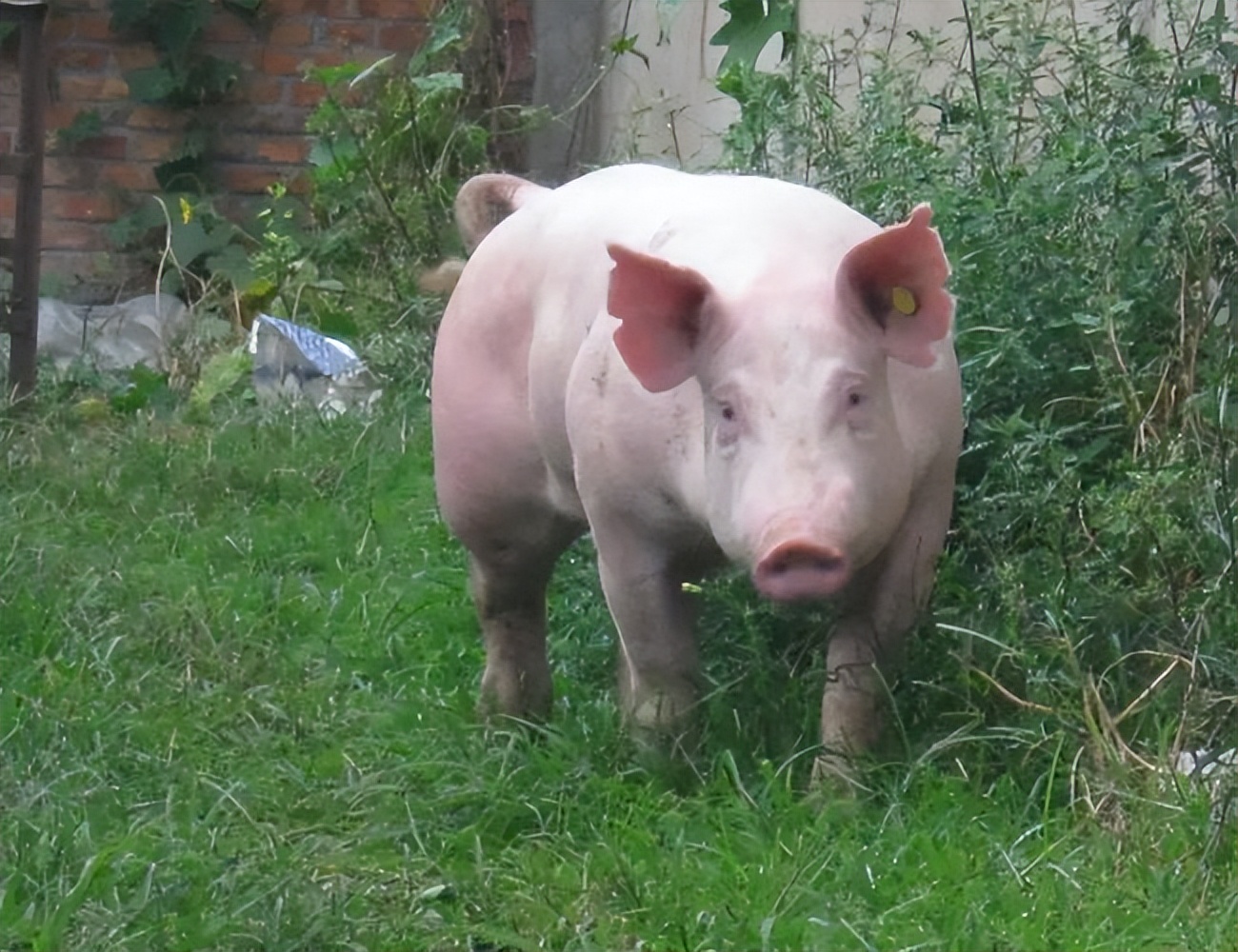 猪拉血稀是什么原因,猪拉血便是啥病怎么办