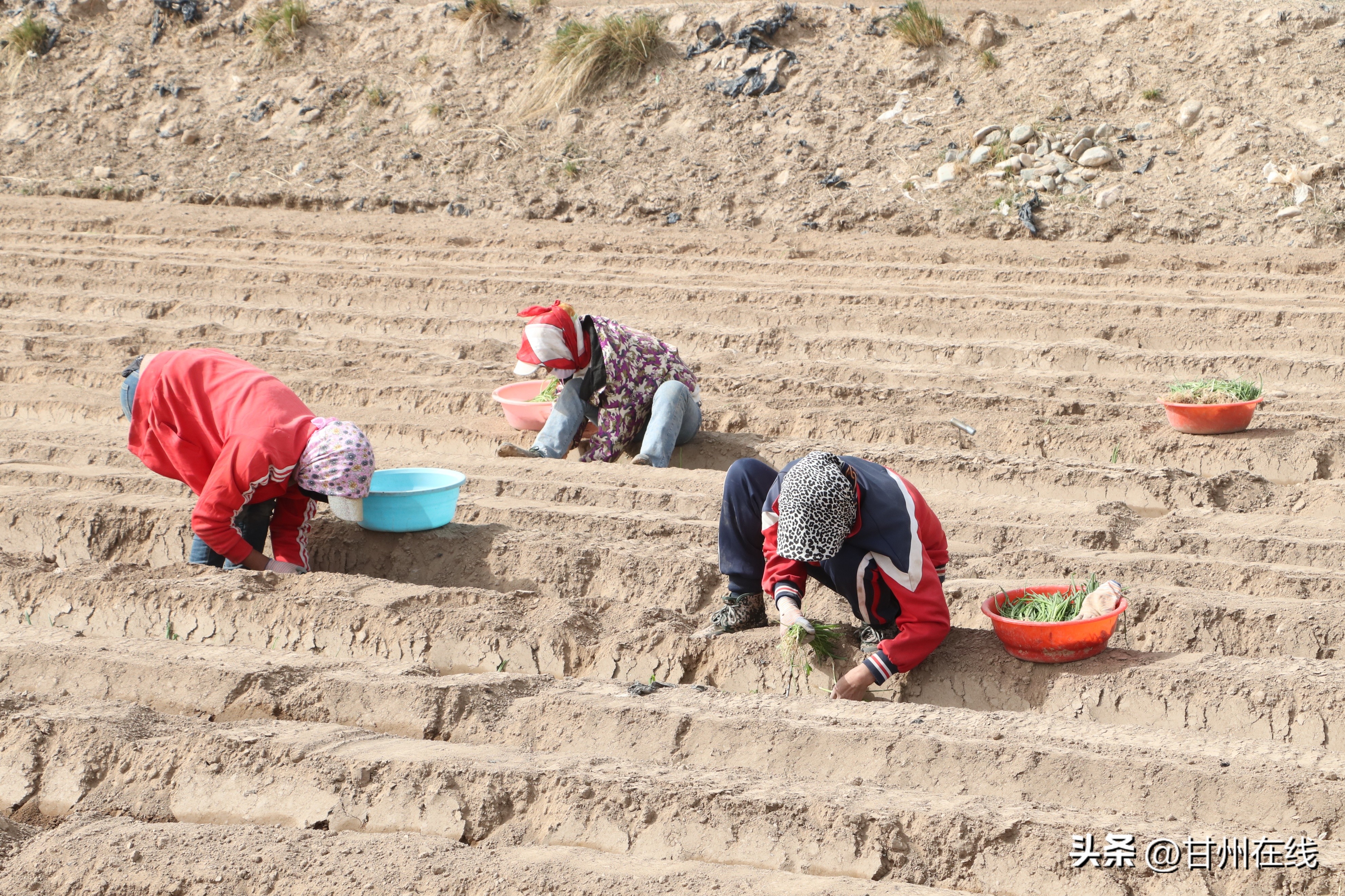 致富路上瓜果飘香花盛开,致富路上充满希望