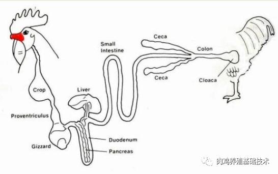 怎么看蛋鸡消化吸收好不好,怎么增强蛋鸡消化系统