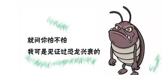 治蟑螂的最佳方法蟑螂最怕什么,驱赶蟑螂却不杀死蟑螂的方法