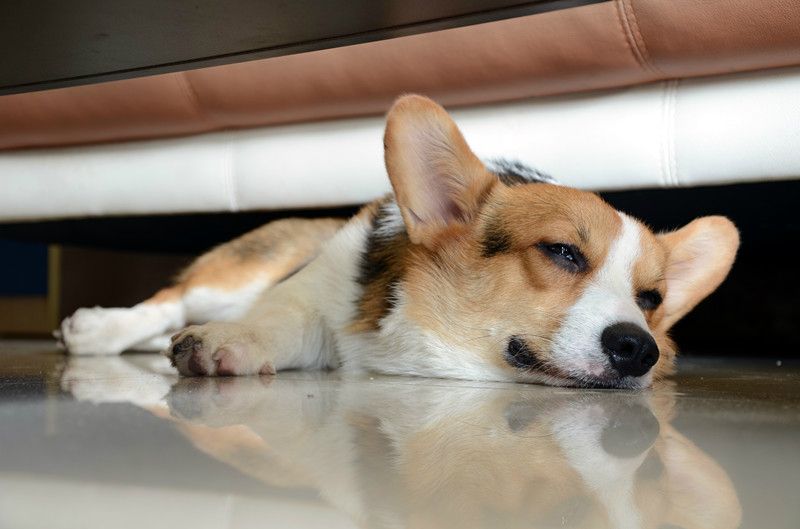 柯基犬幼犬最近很瘦怎么办,柯基狗狗特别瘦怎么办