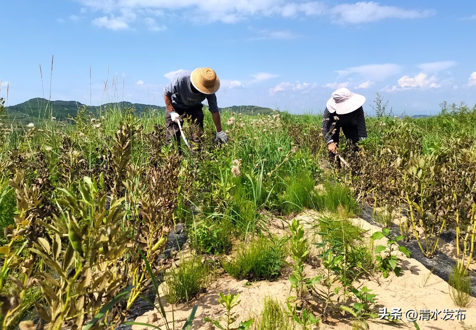 松树林致富产业,松树加工致富项目