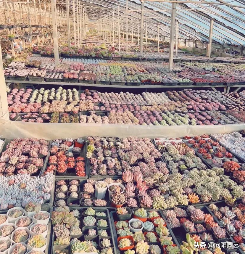 多肉植物有市场前景吗,多肉还能赚钱吗