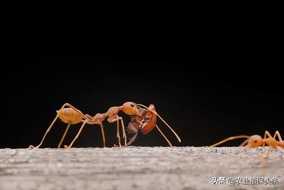 螨类害虫的农业防治措施,农业昆虫与害虫防治