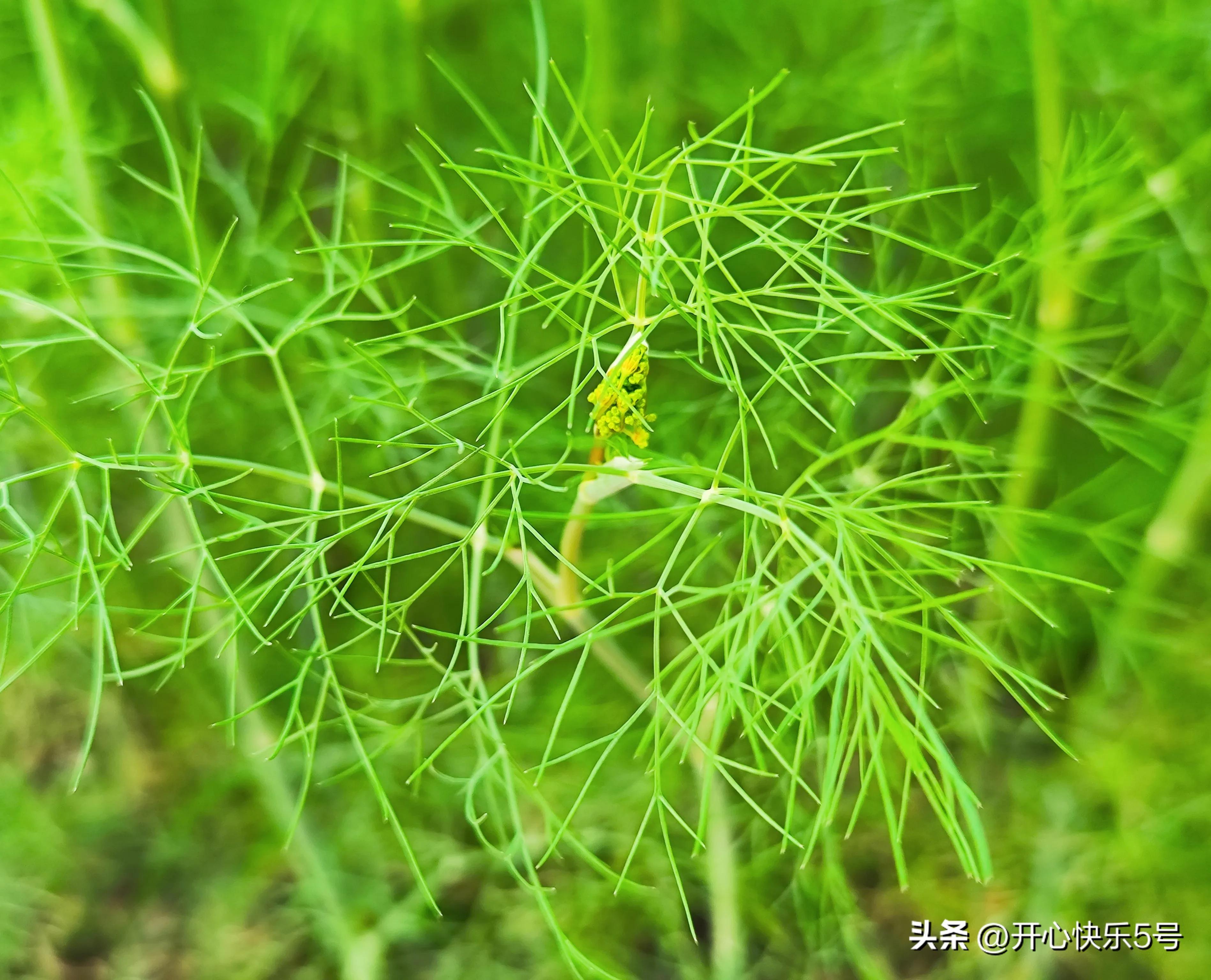 你可曾见过枯萎的玫瑰,你可曾见过什么