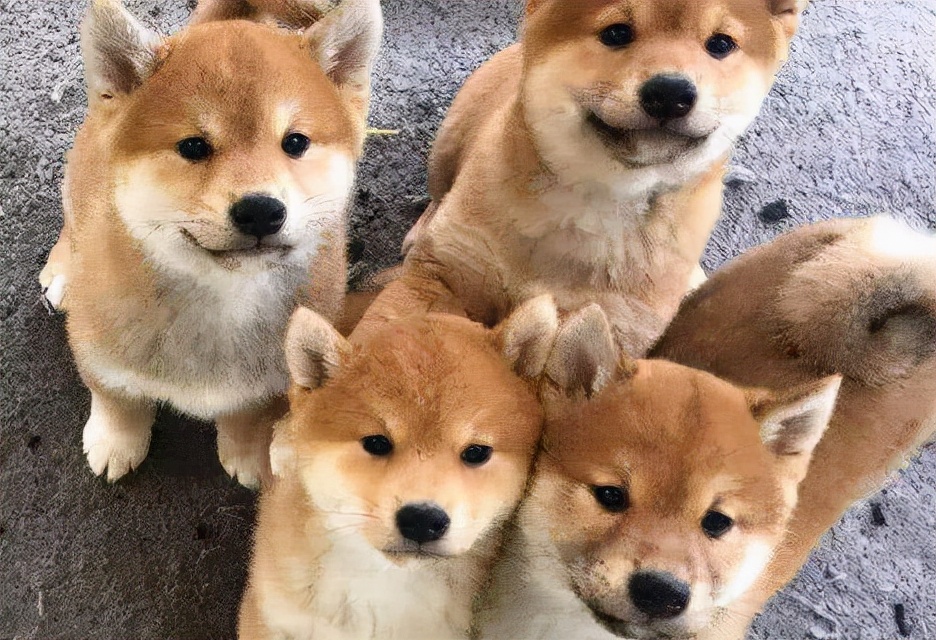 狗狗尾巴不长毛怎么回事,狗狗有可能尾巴上永远不长毛吗