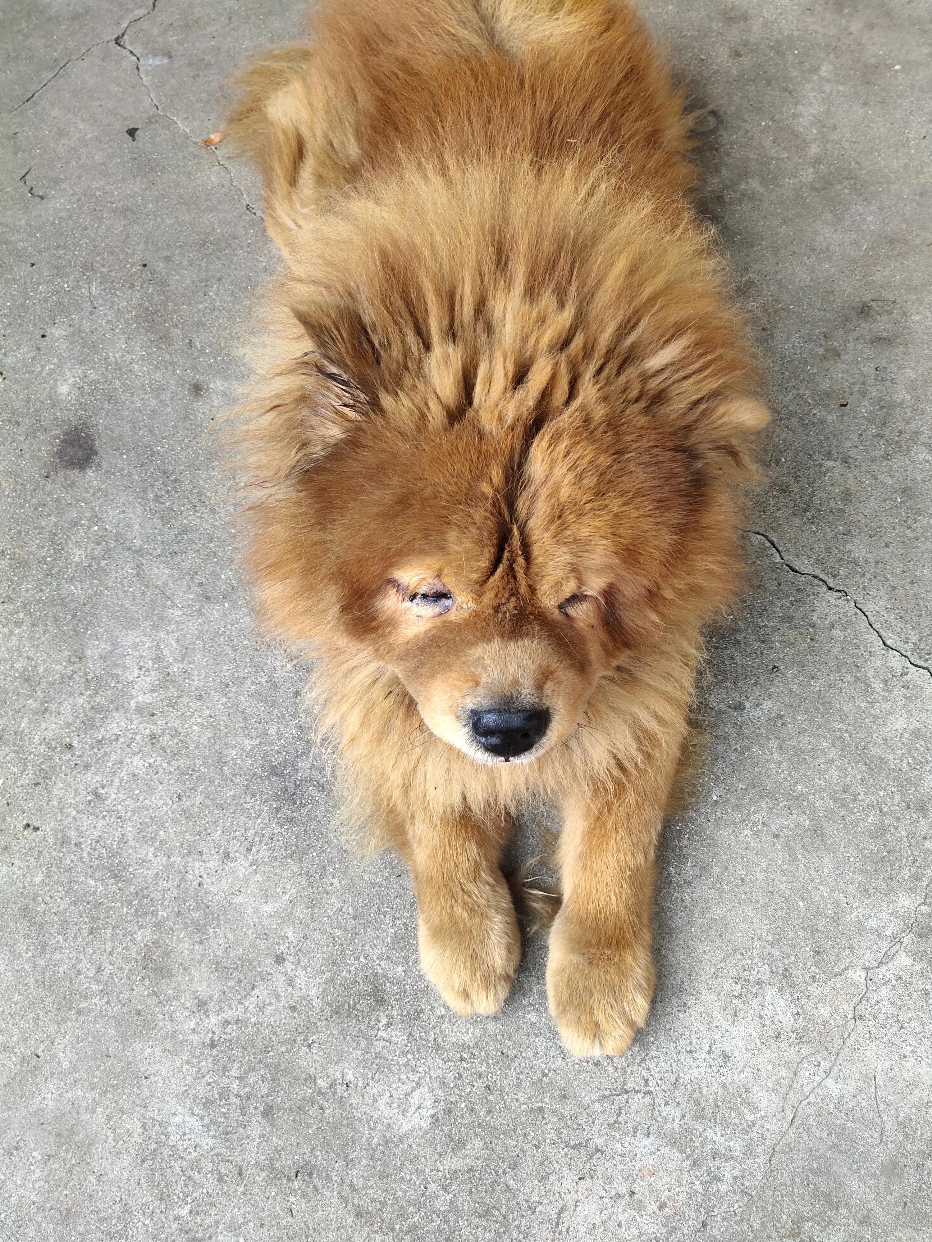 俄系松狮犬图片,家养松狮犬