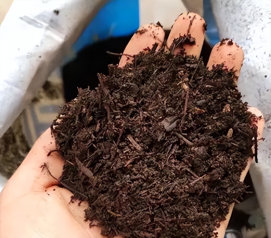 女子买盆花盆栽里全是蛇,女子买盆栽