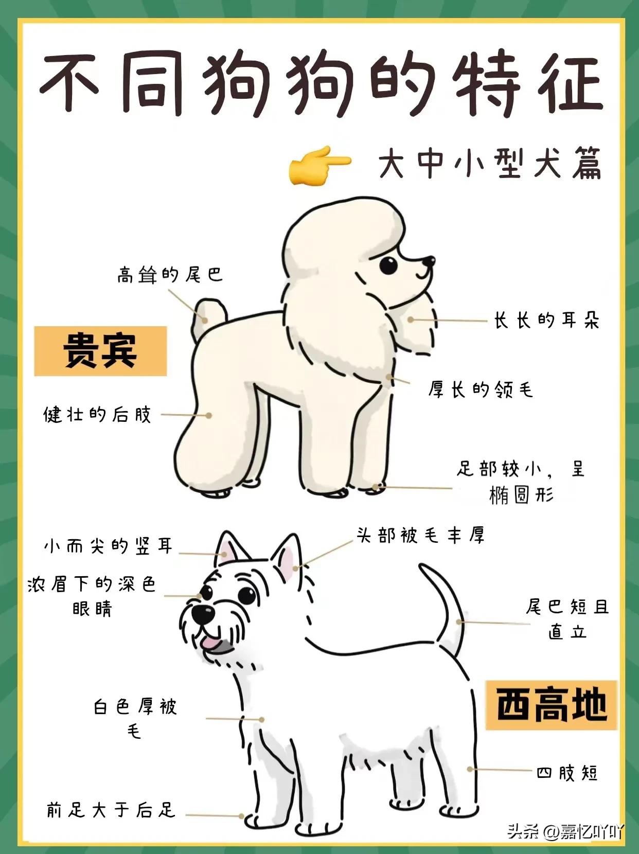 1分钟读懂狗狗的年龄,狗狗能识别自己跟人类的差别