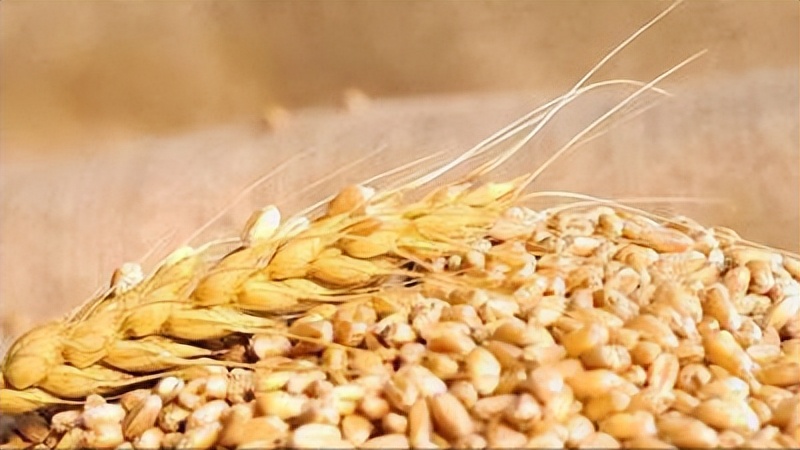 大麦纤维素的特征,研究小麦在人体的化学反应