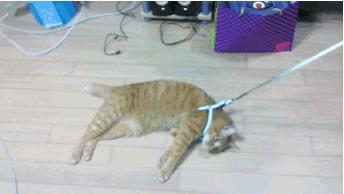 新手常见的害猫行为,养猫注意预防哪些疾病