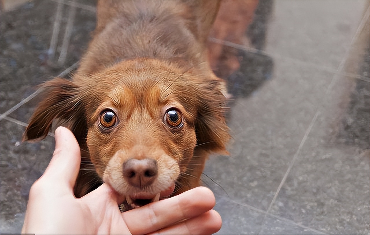 狗狗轻轻咬你的手需要制止嘛,狗狗一闻就咬你说明什么