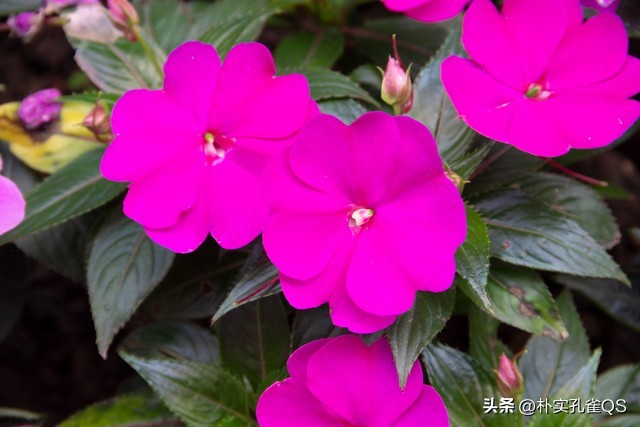 凤仙花种子,凤仙花怎么养