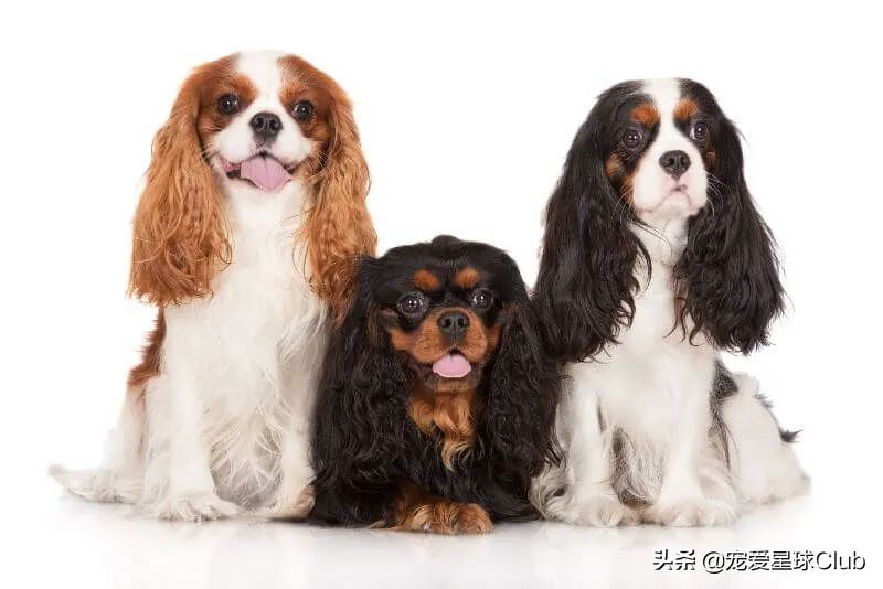 查尔斯王骑士猎犬智商,查尔斯骑士猎犬