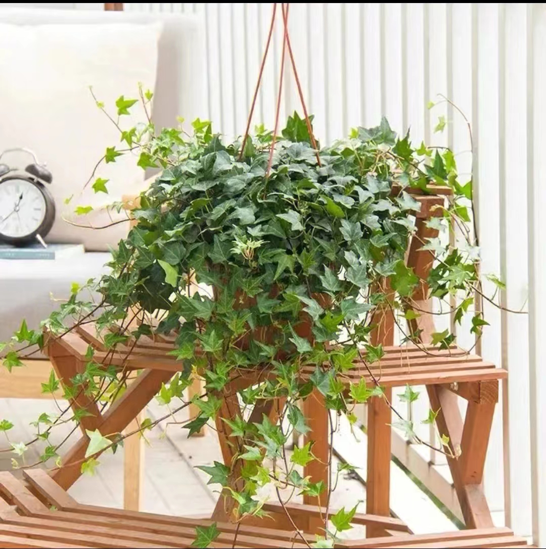 家里除甲醛适合养什么花,客厅养什么花好除甲醛