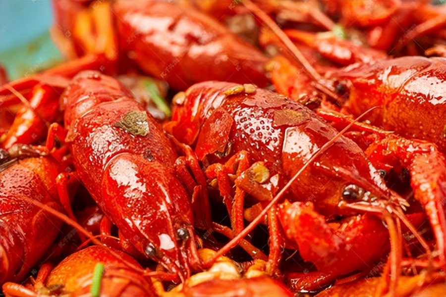 小伙养龙虾,小伙养十只大龙虾