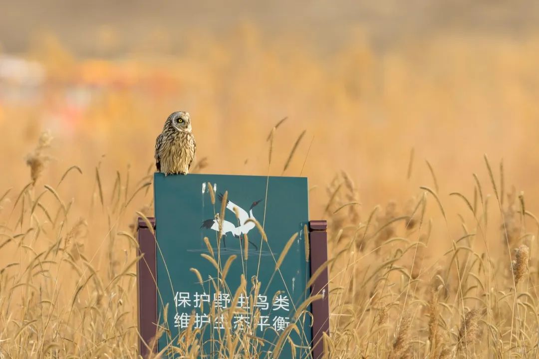 西安湿地风景区,西安东郊最美湿地公园
