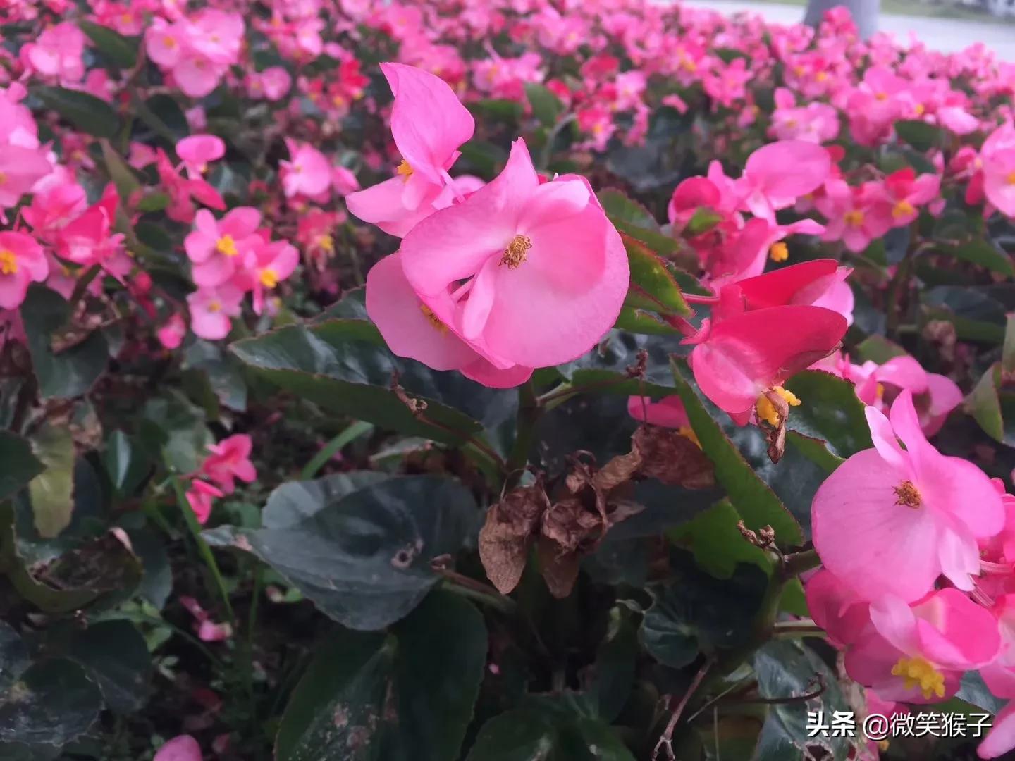 城市里的氧吧,广州番禺莲花山旅游区