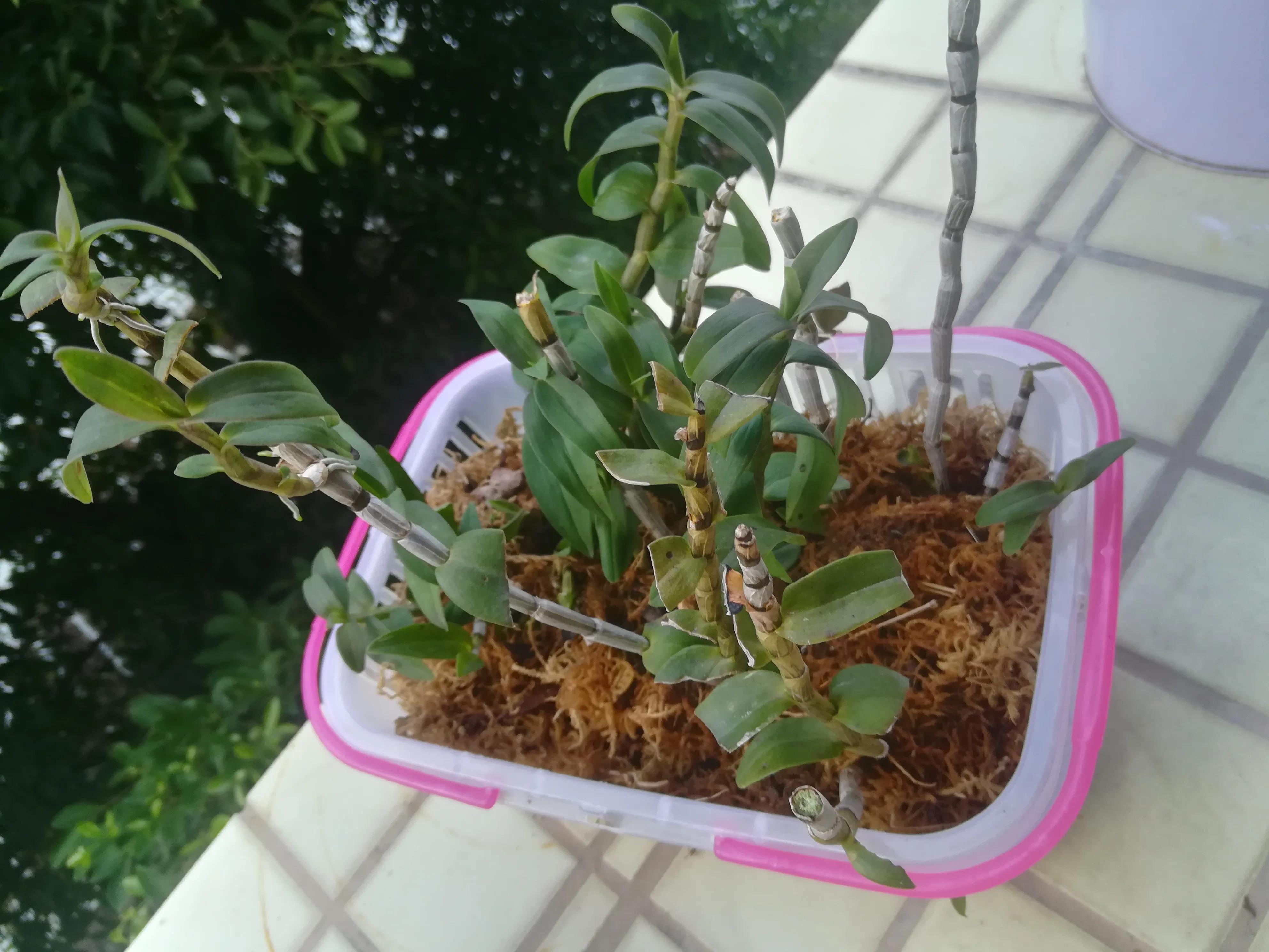 莫笑多情无处置，只因风起扶流梳