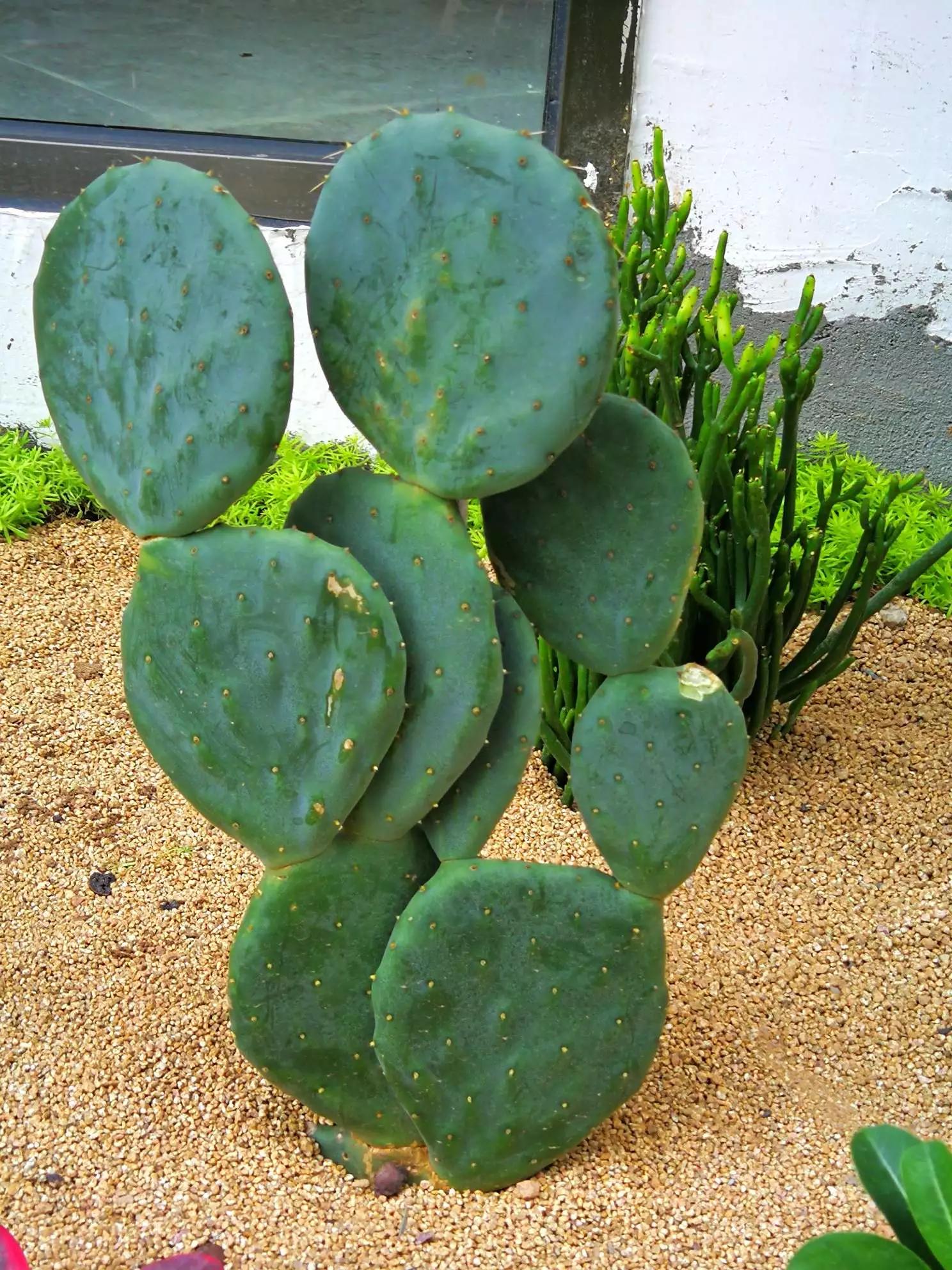 认识各种花的寓意,认识各种花的名称