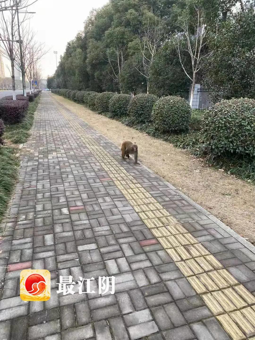 无锡人注意了,猴王出逃