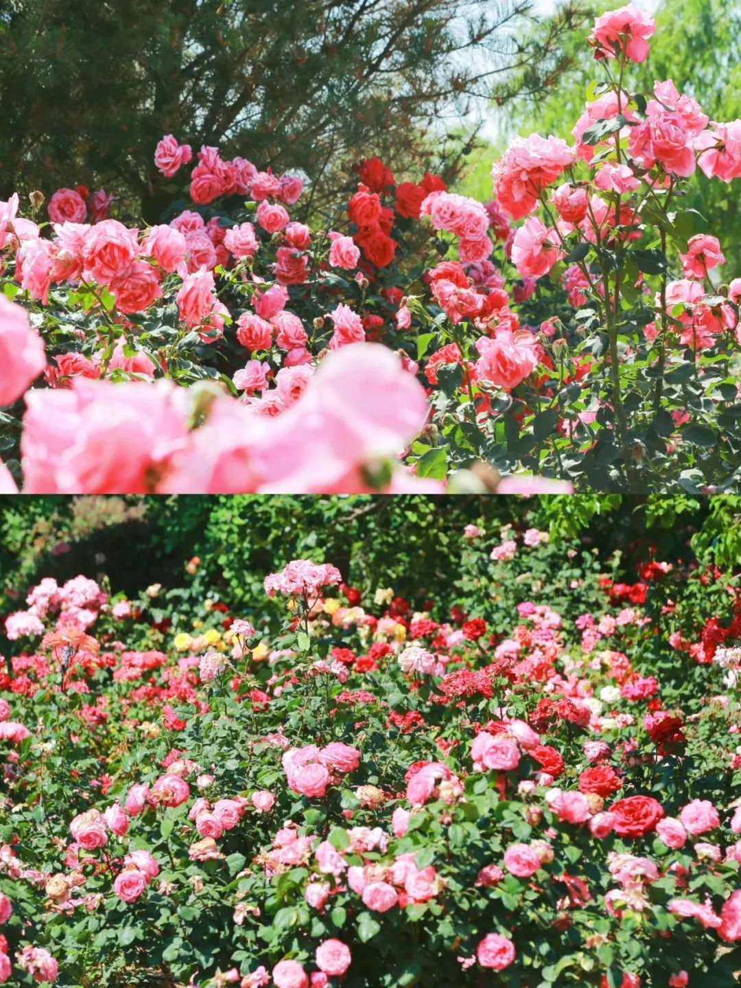 月季花开娇艳无比,月季花开得正烂漫