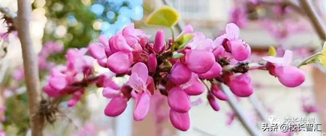 以道德情操滋养师德之魂——《如何成为一名好老师》读书心得