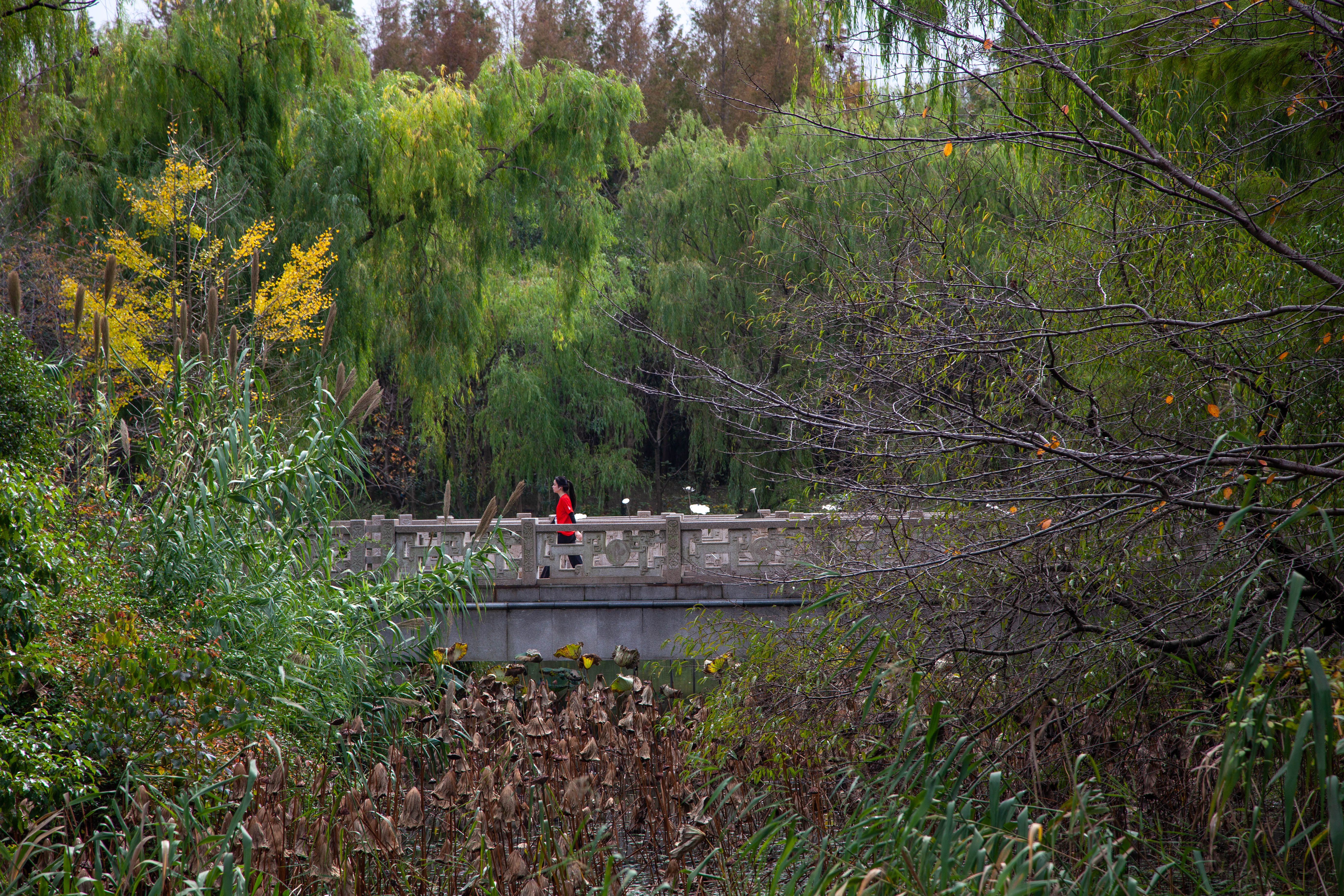 宝山顾村历史,上海宝山顾村老街