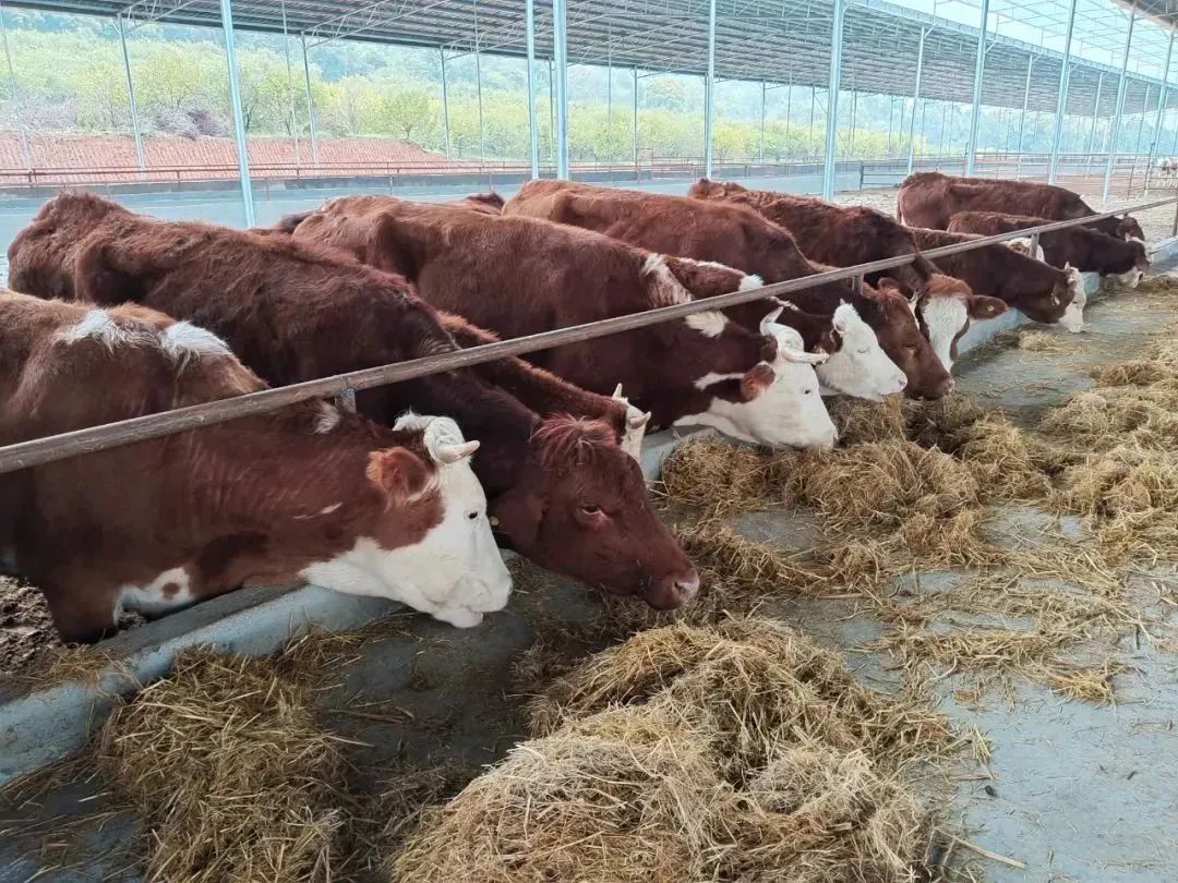 新余有什么产业,新余市农业八大主导产业