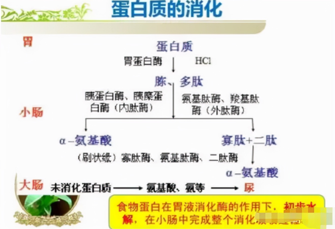 蛋白质吃多了会伤肾,蛋白质吃多危害