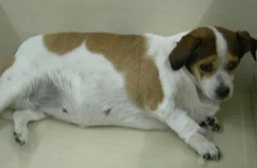 子宫蓄脓手术对狗狗以后的影响,子宫蓄脓手术后会复发吗