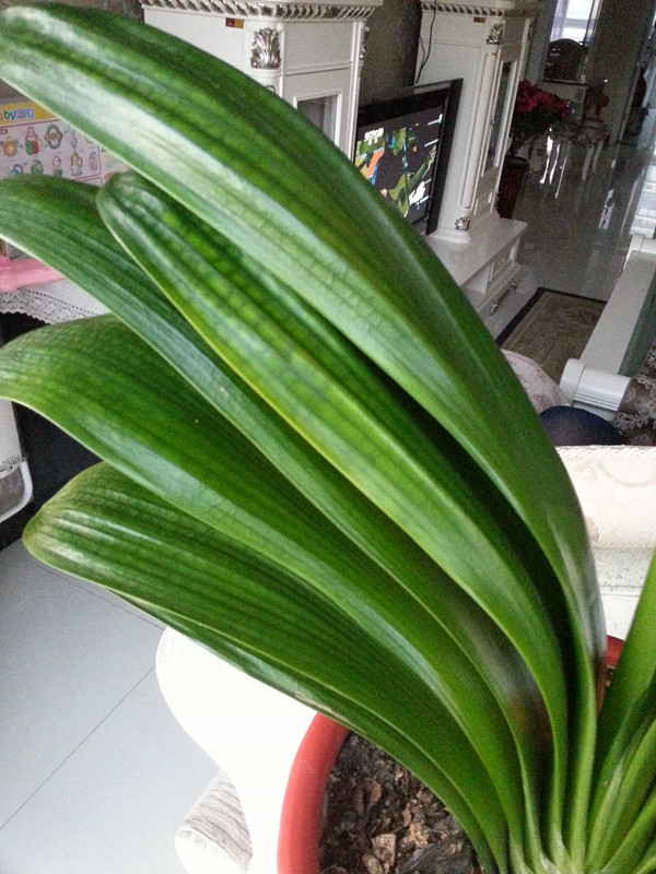 君子兰怎么养的叶片均匀肥厚美观,君子兰怎么才能长得又肥又厚