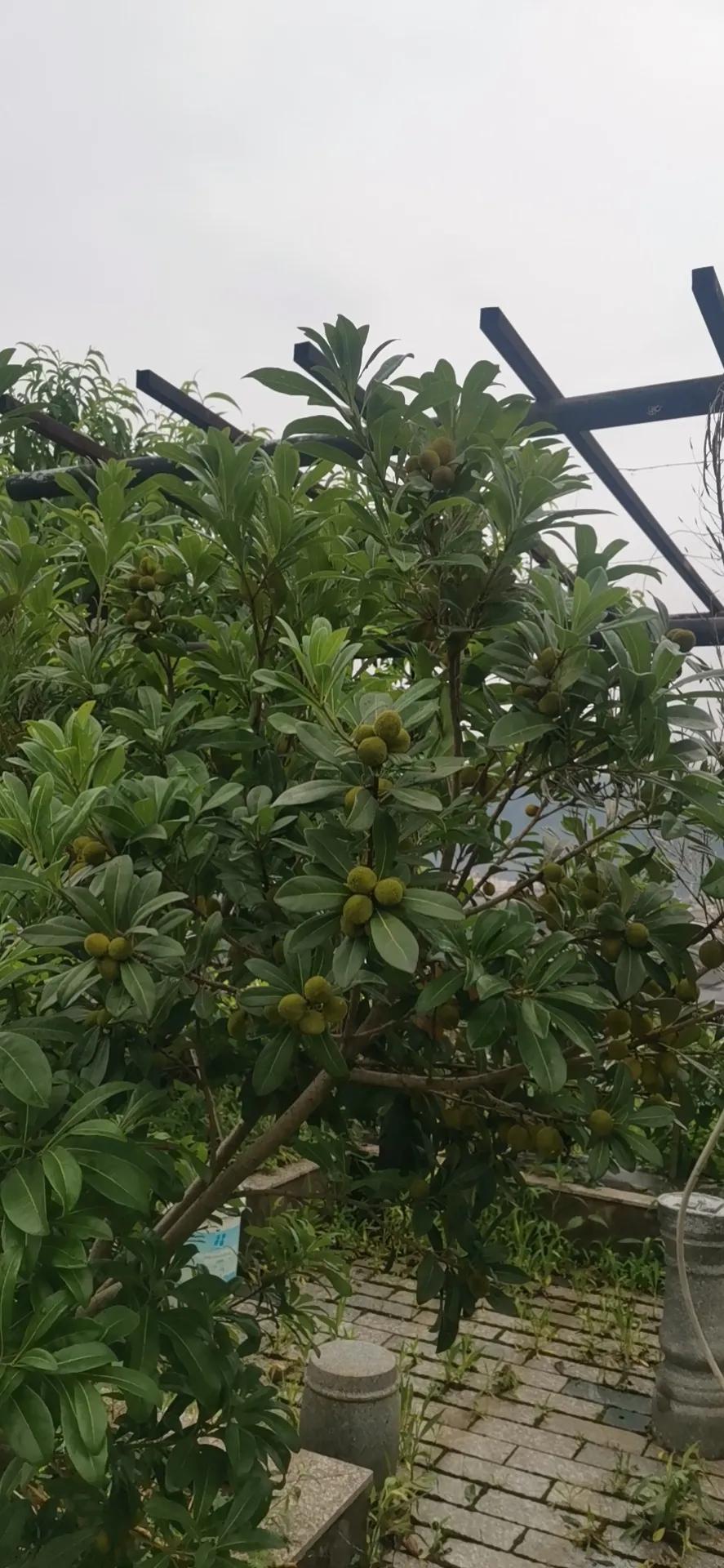 假水果苗木，坑的是零星种植户