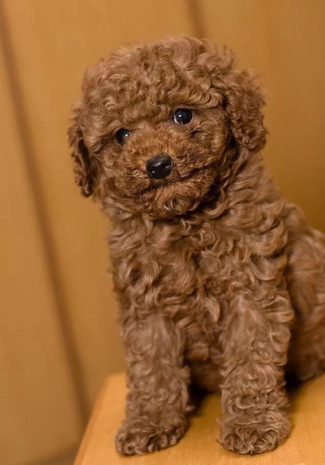 撕裂般的痛楚，一只狗的离去，它用生命教会了我很多