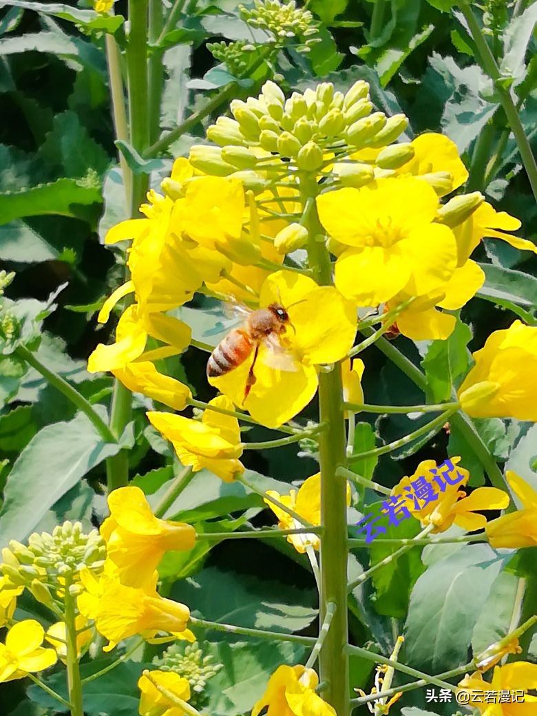 田园春色原创,春天田园春色