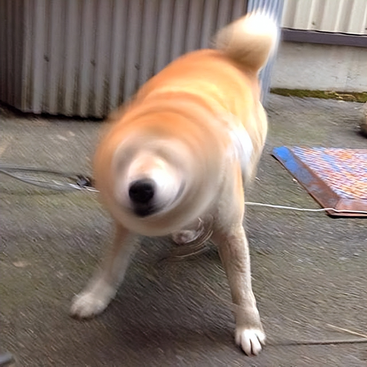 如果狗狗体内有虫有什么症状,狗狗没有耳螨但是耳朵老臭怎么办