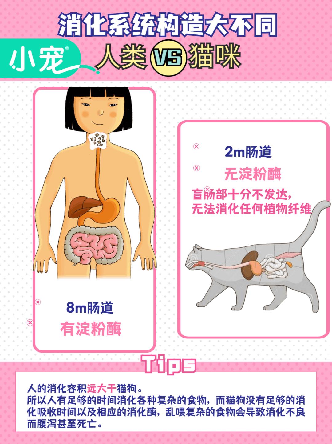 新手常见的害猫行为,看似爱猫实测害猫的五个行为