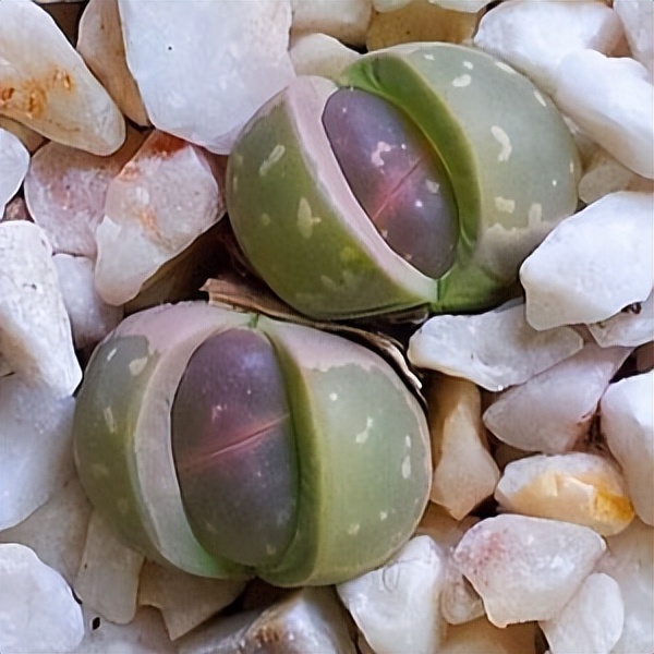 102个大类近500个多肉植物图片，都极其美丽，建议在家中也养一盆