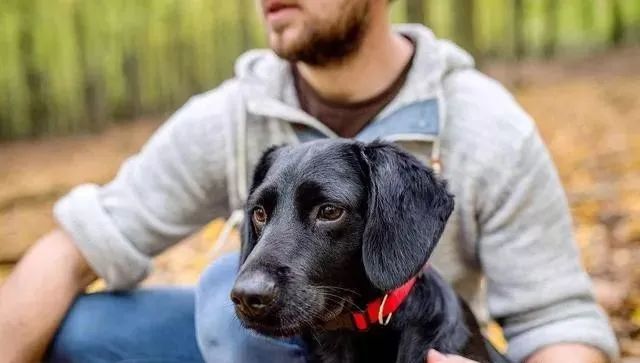 养狗白的好还是黑的好,养狗对孩子有什么好处和坏处