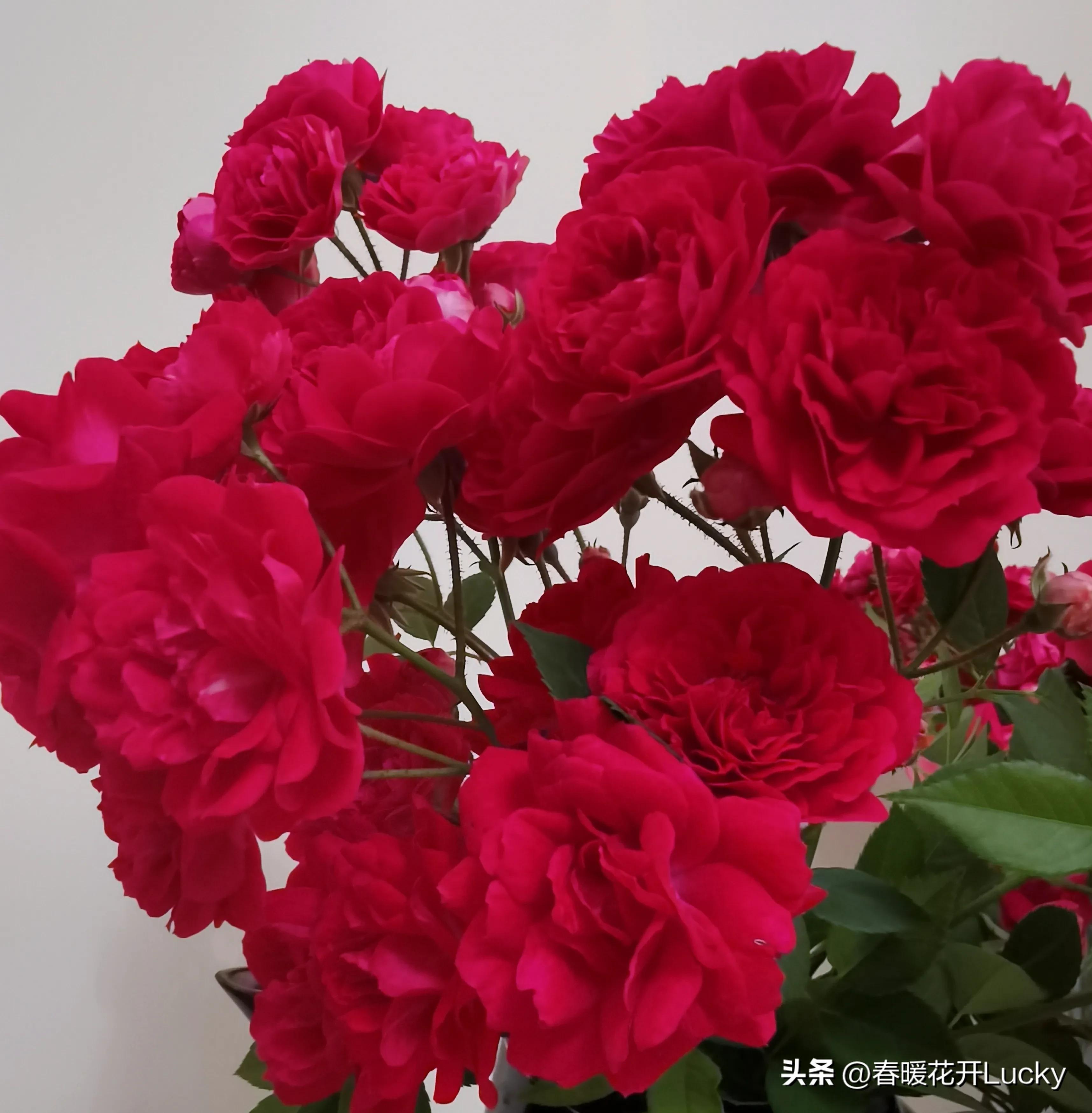 花红花火中的花火,火黄色月季花