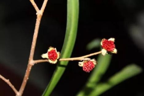 银缕梅叶片,银缕梅树图片