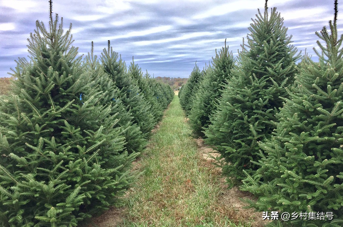 美国夏日梦幻农场：以大丽花为主题的鲜花园艺农场，如梦如画！