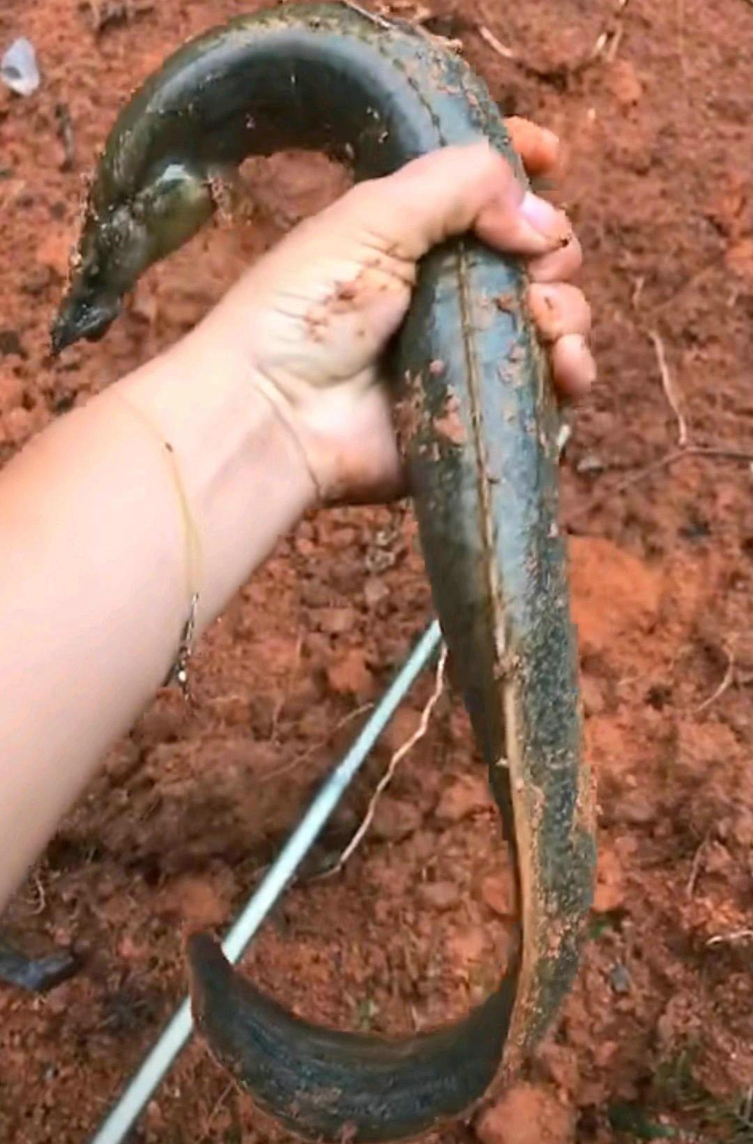 野钓最大泥鳅,野钓巨型泥鳅