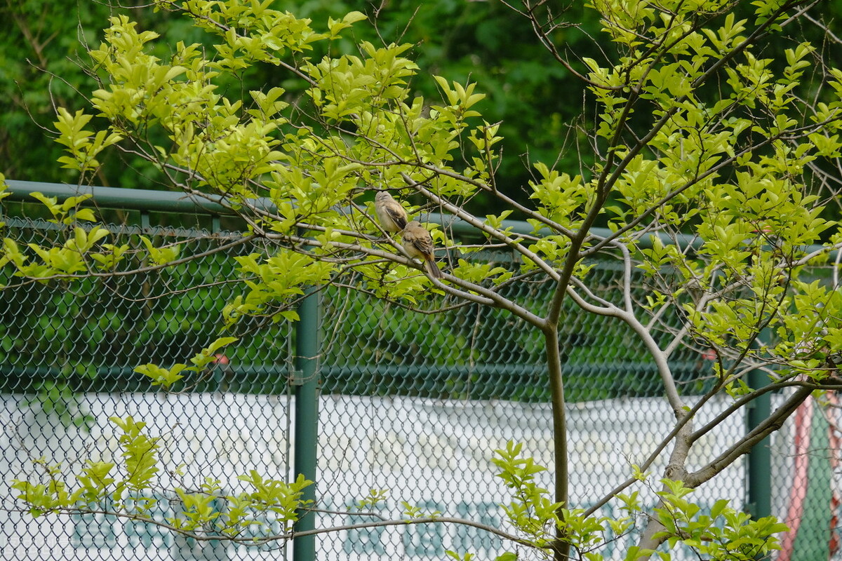 报得三春晖中晖是什么意思,报得三春晖的三春指的是